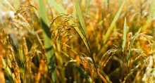 Cultivo de arroz na região Centro-Oeste gaúcha tem boas expectativas