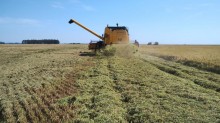 Colheita do arroz atinge 39,63% da área semeada no Estado