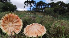 Rio Grande do Sul deve ter safra de 860 toneladas de pinhão em 2025
