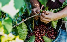 EUA lideram importação de café brasileiro no início de 2025, mas tarifas preocupam setor