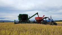 Colheita do arroz atinge 62,35% da área semeada no Estado