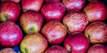 Exportação de frutas cresce 26% no primeiro trimestre e movimenta US$ 311 milhões