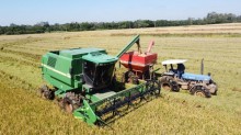 Colheita do arroz atinge 85,7% da área semeada no Estado