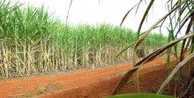 Conab estima produção de 663,4 milhões de toneladas de cana