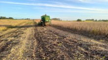 Colheita da soja avança para 88% da área total cultivada no RS