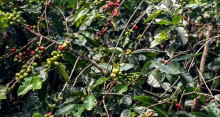 Brasil deve colher 55,7 milhões de sacas de café em 2025, aponta Conab