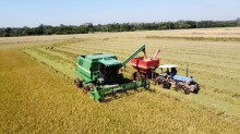 Colheita do arroz avança no Rio Grande do Sul e atinge 95% da área semeada