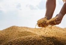 Safra brasileira de grãos deve atingir 332,9 milhões de toneladas em 2024/25