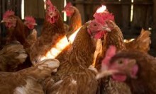 Brasil registra primeiro caso de influenza aviária em granja comercial