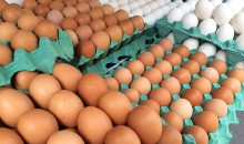 MG descarta preventivamente 450 toneladas de ovos férteis vindos do RS