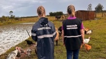 Minas Gerais decreta emergência sanitária animal após caso de gripe aviária em aves não comerciais