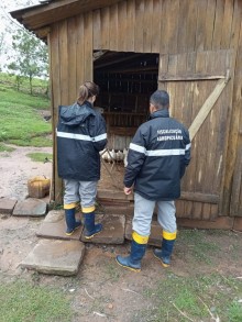 Rio Grande do Sul conclui quinta vistoria no eixo da gripe aviária