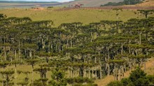 Tempo firme predomina no RS com frio intenso; culturas de verão se encerram e inverno avança com trigo e citros