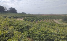 Café de Torrinha recebe indicação geográfica e fortalece agricultura familiar no interior paulista