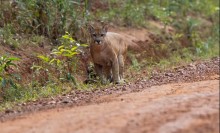 Onça-parda é capturada em sítio de Marialva e devolvida à natureza no mesmo dia