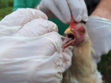 Mato Grosso decreta emergência zoossanitária após confirmação de gripe aviária em aves de subsistência