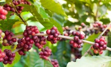 Governo libera R$ 7,18 bilhões do Funcafé para apoiar a cafeicultura na safra 2025/26