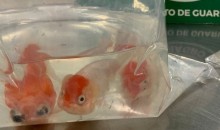 Vigiagro apreende peixes ornamentais ilegais no Aeroporto de Guarulhos