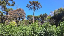 Primeira erva-mate com Indicação Geográfica do RS “Região de Machadinho” é produzida com o método barbaquá