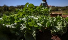 BNDES e Bahia firmam acordo de R$ 299 milhões para fortalecer a agricultura familiar no semiárido