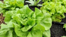 Produção de folhosas é afetada por chuvas e frio intenso no RS