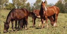 Surto em quatro estados: mais de 240 cavalos morrem após consumo de ração contaminada