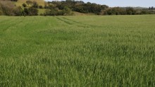 Plantio do trigo  chega a 92% da área projetada para esta safra