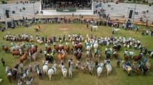 Expointer 2025 tem aumento de 47,69% na inscrição de animais de argola