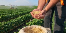 Produção de soja em Mato Grosso deve cair 7,3% na safra 2025/26, estima IMEA