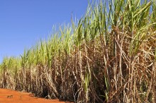 Cana-de-açúcar: Futuro verde ou barreira à vista?