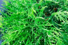 Biofertilizantes de algas: a inovação verde que transforma o agronegócio