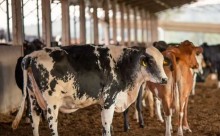 UE suspende carnes do Brasil; entenda impacto e próximos passos