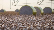 Entenda mudança no mapa que tirou Sorriso do topo da produção agrícola