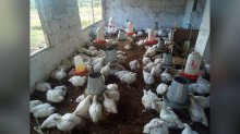 Frango e mel do Brasil podem voltar à Europa; carne bovina segue de fora