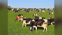 Leite: estado do Sul produz 76% mais por vaca do que a média brasileira