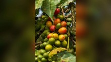 Estudo de 14 anos aponta a fase em que o café mais sofre com o calor