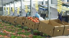 Tomate industrial irrigado entra no zoneamento de risco climático; o que muda no crédito