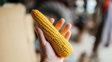 Milho cai 2,02% na semana, e saca tem média de R$ 61,81 no Brasil