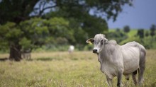Touros mais férteis têm um diferencial no sêmen, aponta estudo ligado à Esalq/USP