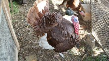 SC confirma 2º foco de Newcastle em granja de perus; Cidasc aponta a origem do vírus