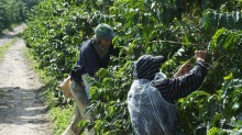 Produtora de café pede recuperação judicial com dívida de R$ 1,6 bilhão; o que pesou