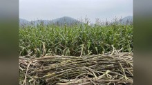 Datagro prevê déficit global de 3,92 milhões de toneladas de açúcar em 2026/27