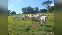 Arroba do boi sobe até R$ 15 no Pará e negócios chegam a R$ 390 em SP e no PR