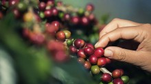 Café cai 2,52% em Nova York nesta terça, e a Barchart aponta o efeito do dólar