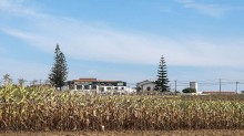 Plantio do milho verão chega a 68,8% no Centro-Sul e passa o ritmo de 2025, diz Safras