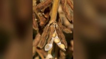 Uso de semente de soja não certificada triplica e chega a 9,6 milhões de hectares