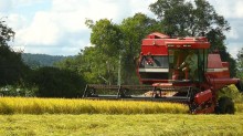Arroz em casca fica em R$ 82,28 no RS e indústria reduz compras, aponta Cepea