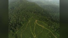 Fragmentos de vegetação nativa encolhem 43% desde 1986; cinco estados têm 49% deles