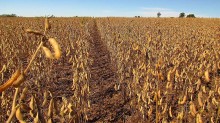 Paraná deve colher 22,75 milhões de toneladas de soja, alta de 4%, prevê Deral