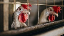 Mapa revela onde estão as seis suspeitas de doença respiratória em aves no país